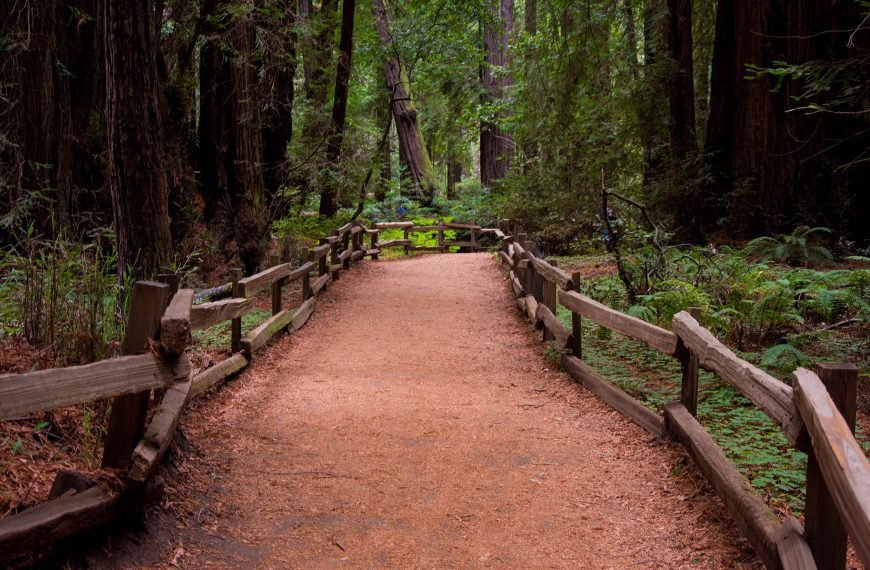 visitar el parque nacional Muir Woods