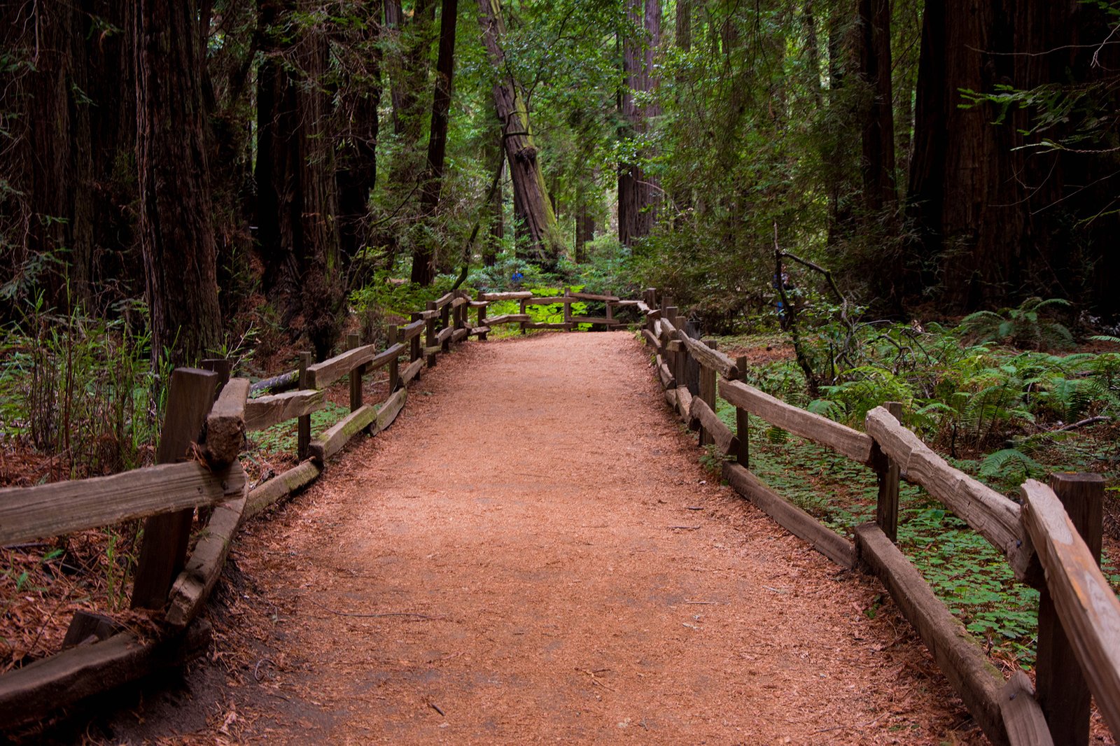 visitar el parque nacional Muir Woods