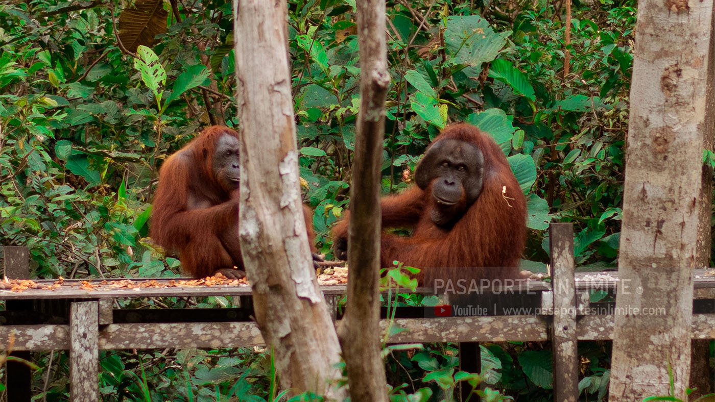 alimentan a los orangutanes
