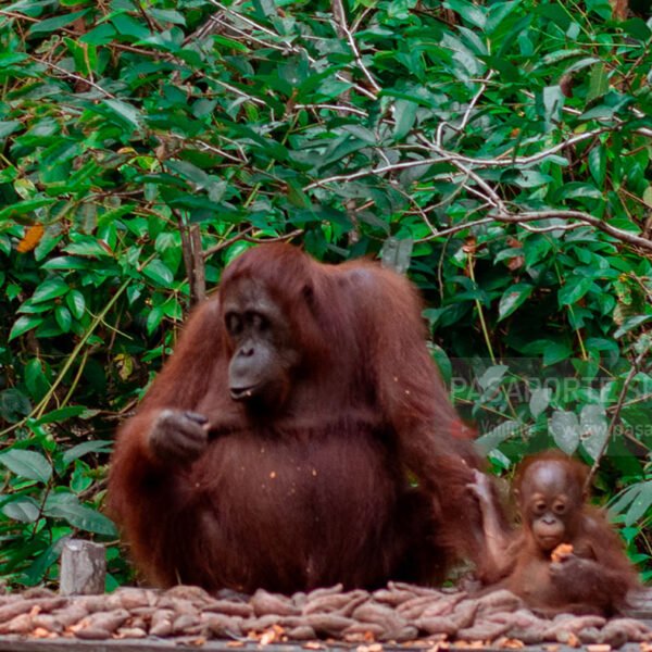 tour de orangutanes en Borneo