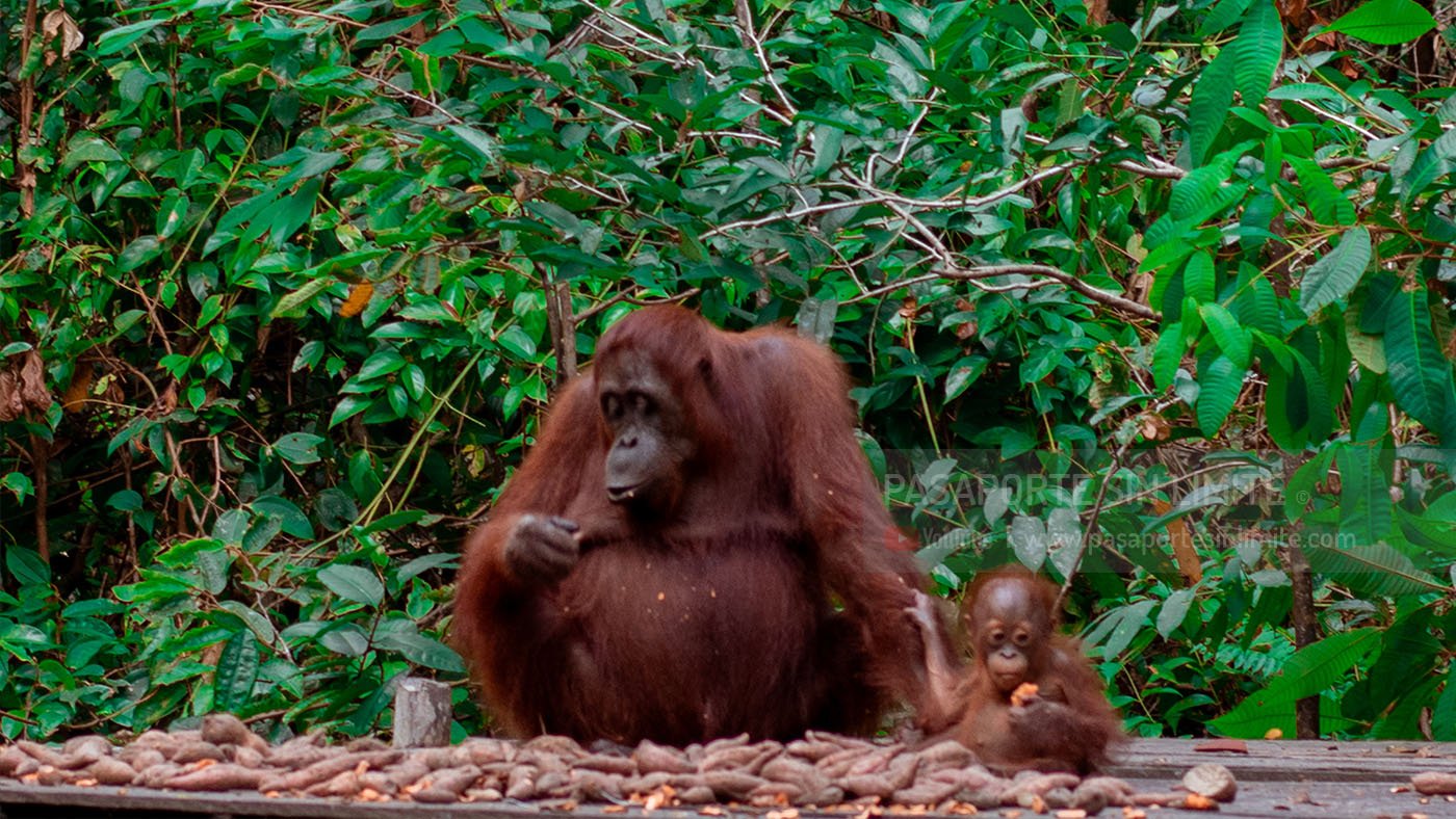 tour de orangutanes en Borneo